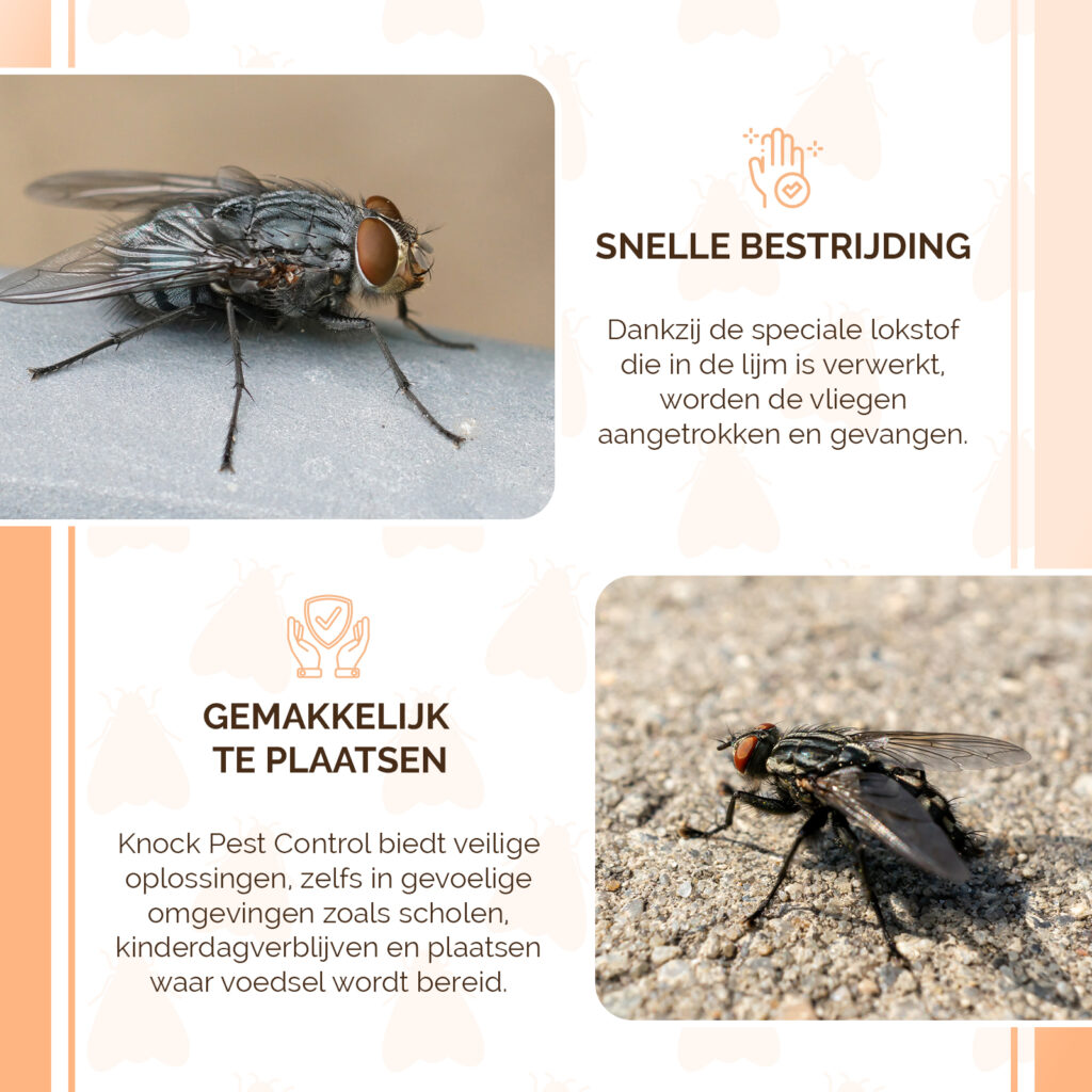 Knock Pest Raamval Voor Vliegen - 4 Kleefvallen - afbeelding 3