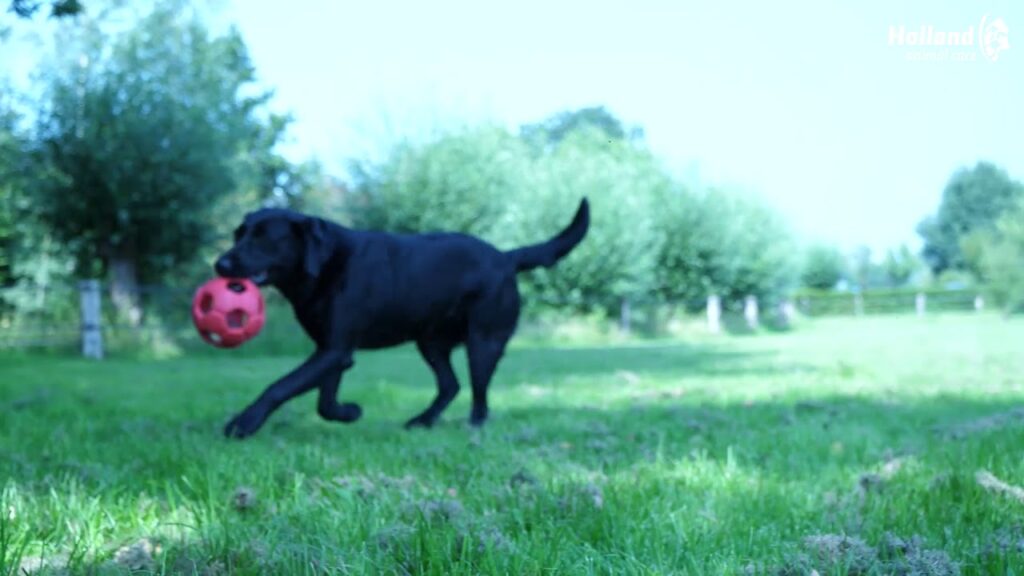 Dental Ears Small 12 st. - Snacks voor honden - afbeelding 2
