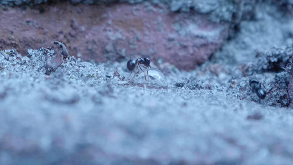 Knock Pest Mieren Gel 5 g - Bestrijd zwarte en tropische mieren - afbeelding 4
