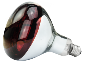 Hard Glas Lamp 250 W - Rood voor jonge dieren