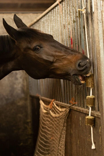 LAX Luzerne aan Speeltouw voor Paarden - Gezonde Snack - afbeelding 2