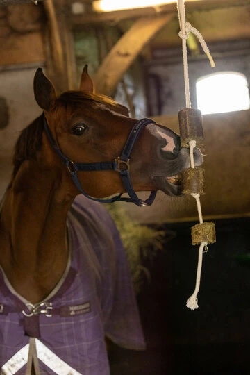 LAX Luzerne aan Speeltouw voor Paarden - Gezonde Snack - afbeelding 5