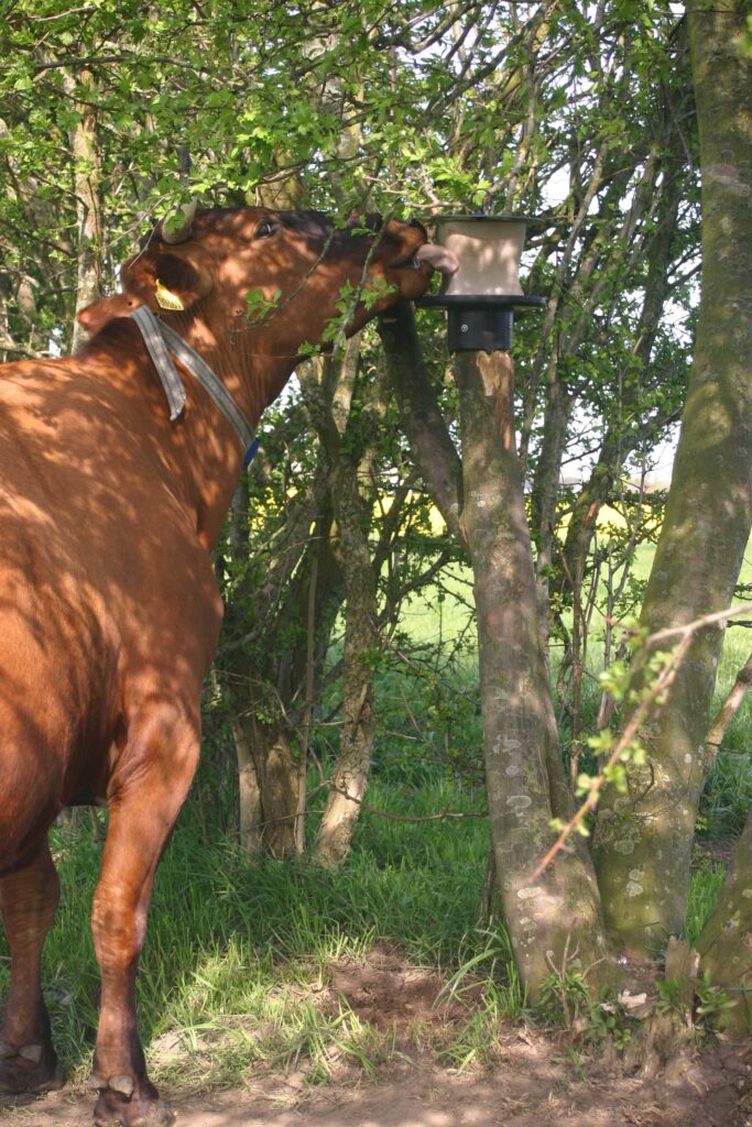 vPlast Liksteenhouder Paal 10 kg - afbeelding 4