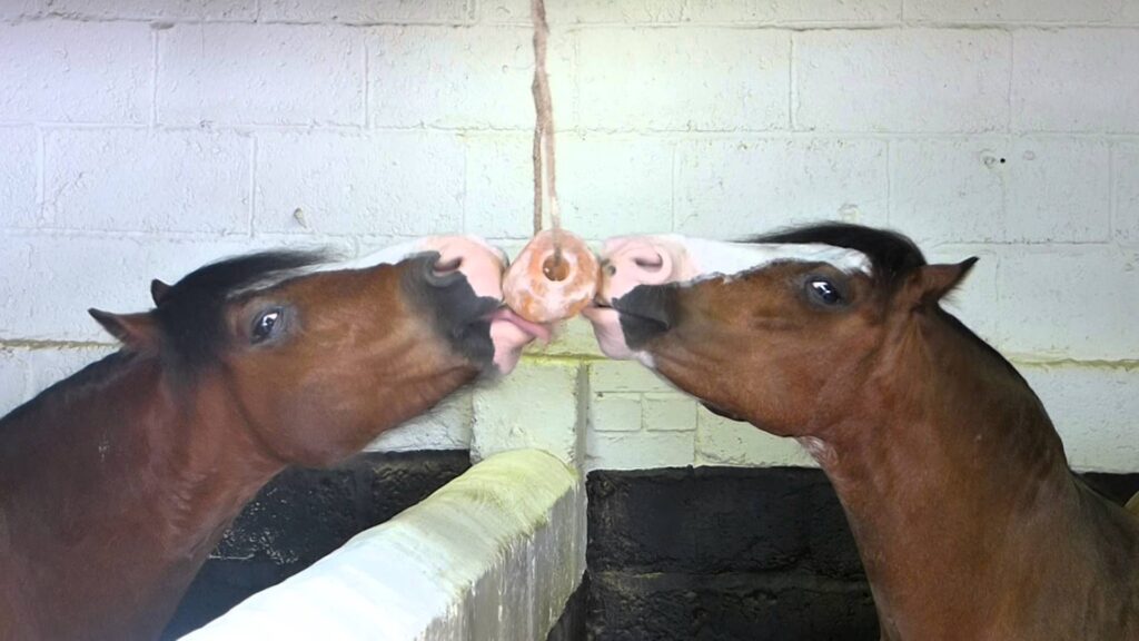 Excellent Horse Salt Lick Himalaya 2-3 kg met touw - afbeelding 5