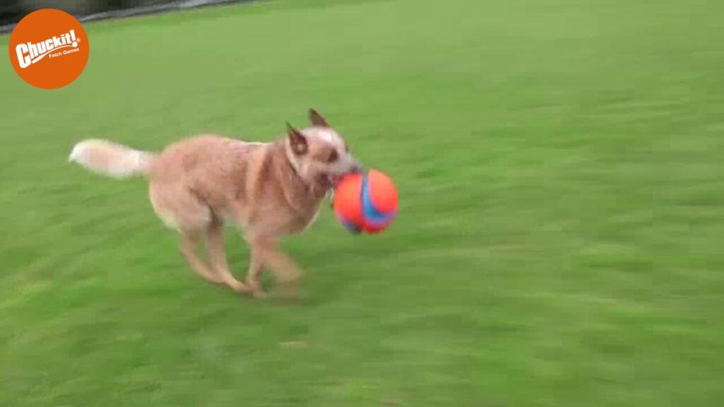 Chuckit! Kick Fetch Dog S - Speelbal voor Honden Ø 14 cm - afbeelding 3