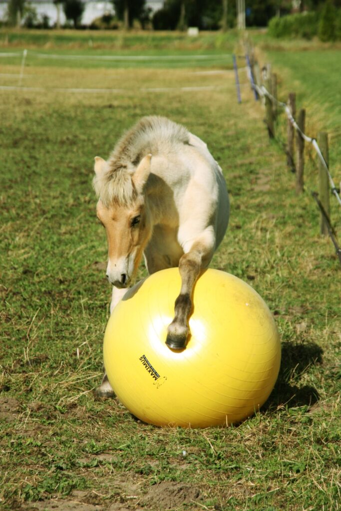 Maximus Power Play Ball 65 cm - Speelbal voor Paarden - afbeelding 2