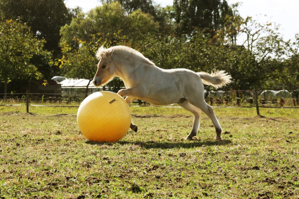 Maximus Power Play Ball 65 cm - Speelbal voor Paarden - afbeelding 6