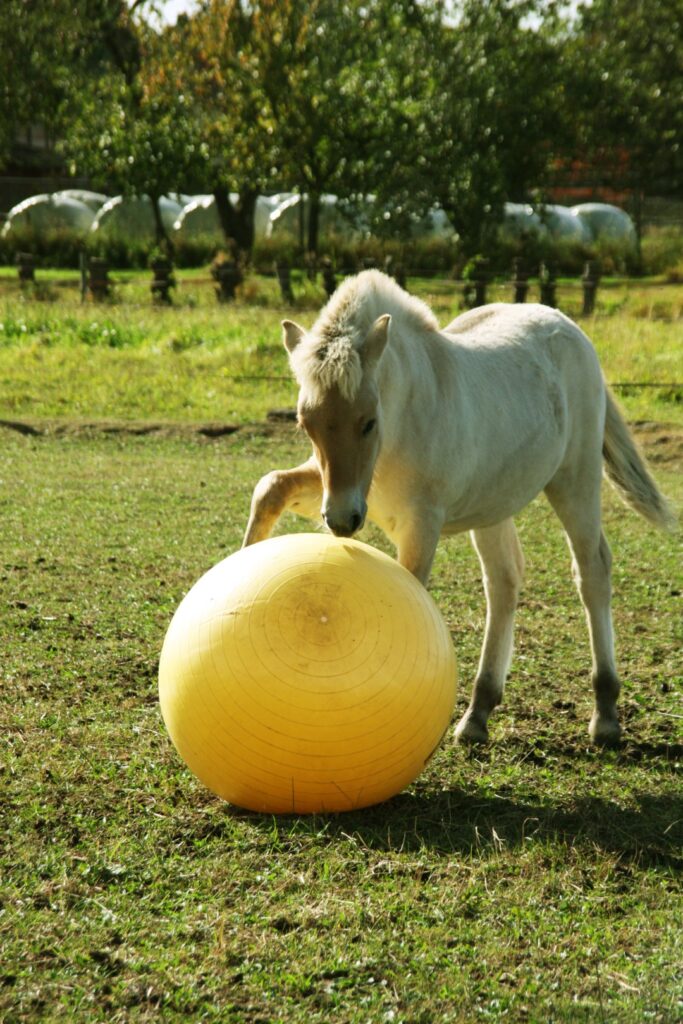 Maximus Power Play Ball 65 cm - Speelbal voor Paarden - afbeelding 3