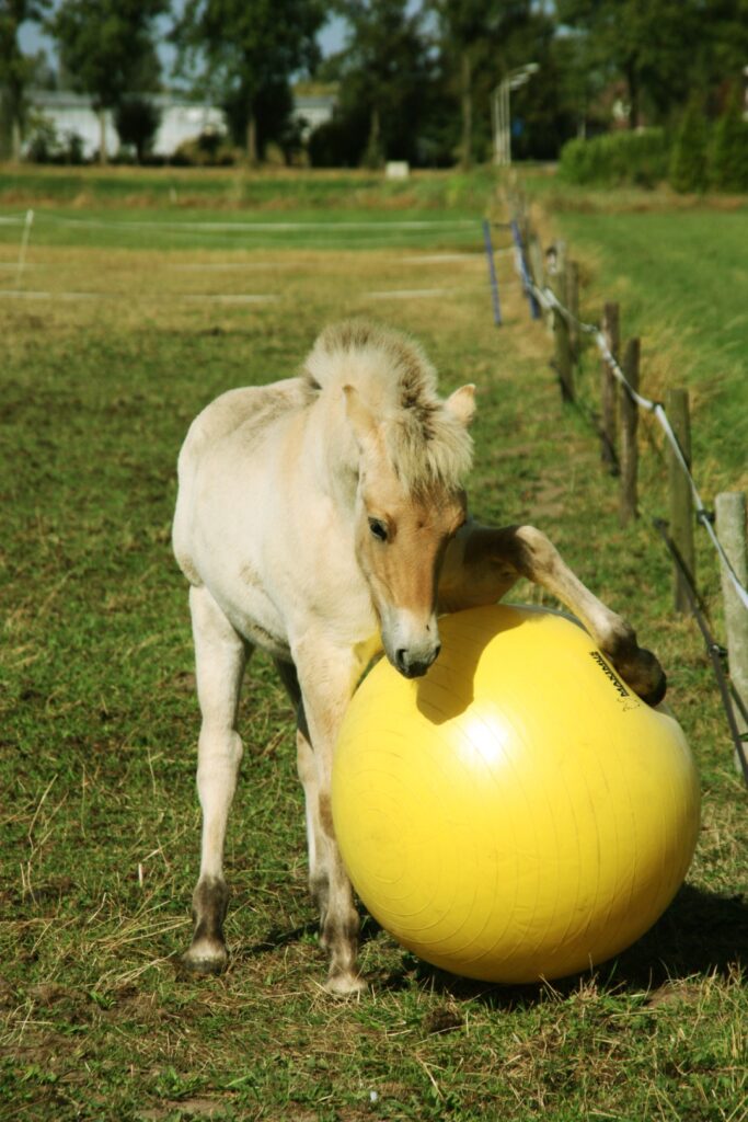 Maximus Power Play Ball 65 cm - Speelbal voor Paarden - afbeelding 4