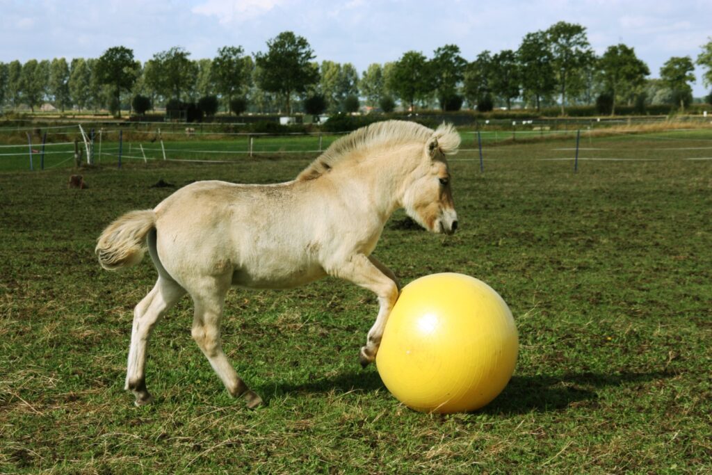 Maximus Power Play Ball 65 cm - Speelbal voor Paarden - afbeelding 5
