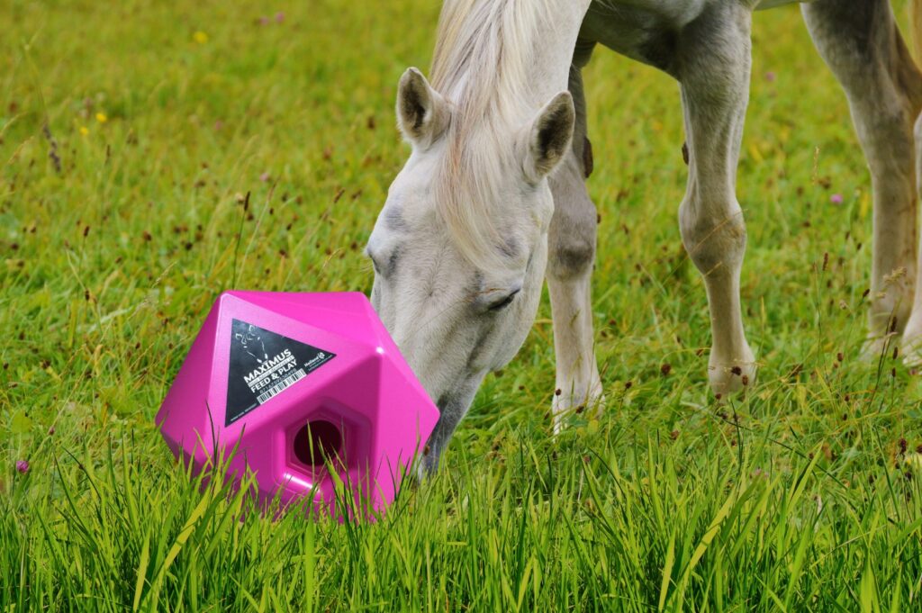 Maximus Feed & Play Roze - Spelenderwijs voeren en belonen voor paarden - afbeelding 3