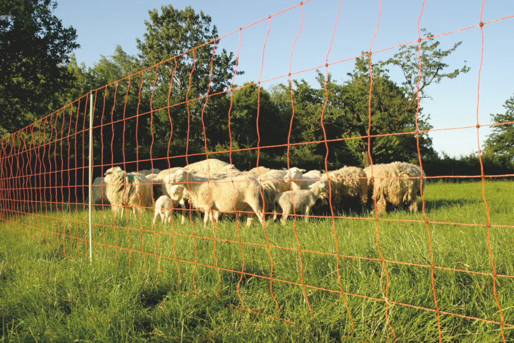 Euro-Netz 106 cm dubbelpunt afrasteringsnet voor schapen en geiten - afbeelding 2