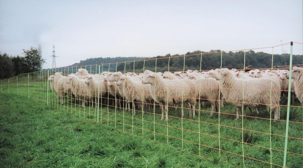 Euro-Netz 106 cm dubbelpunt afrasteringsnet voor schapen en geiten - afbeelding 3