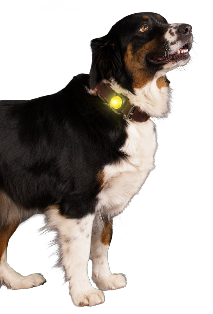 Nightwalk Safety Light Geel - Veiligheidslampje voor hondenhalsband - afbeelding 3