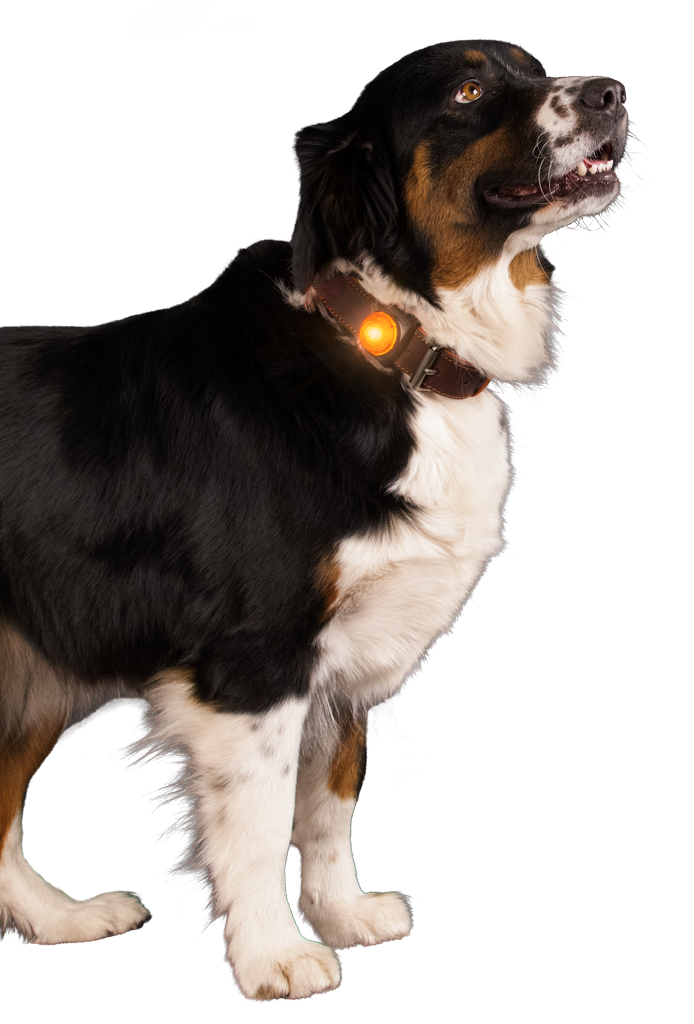 Nightwalk Safety Light Oranje - Veiligheidslampje voor hondenhalsband - afbeelding 3
