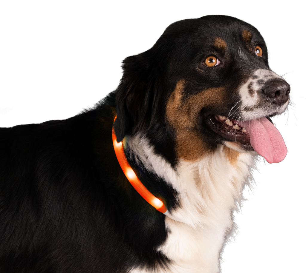 Nightwalk Safety Collar Oranje - Lichtgevende Halsband voor Honden - afbeelding 3