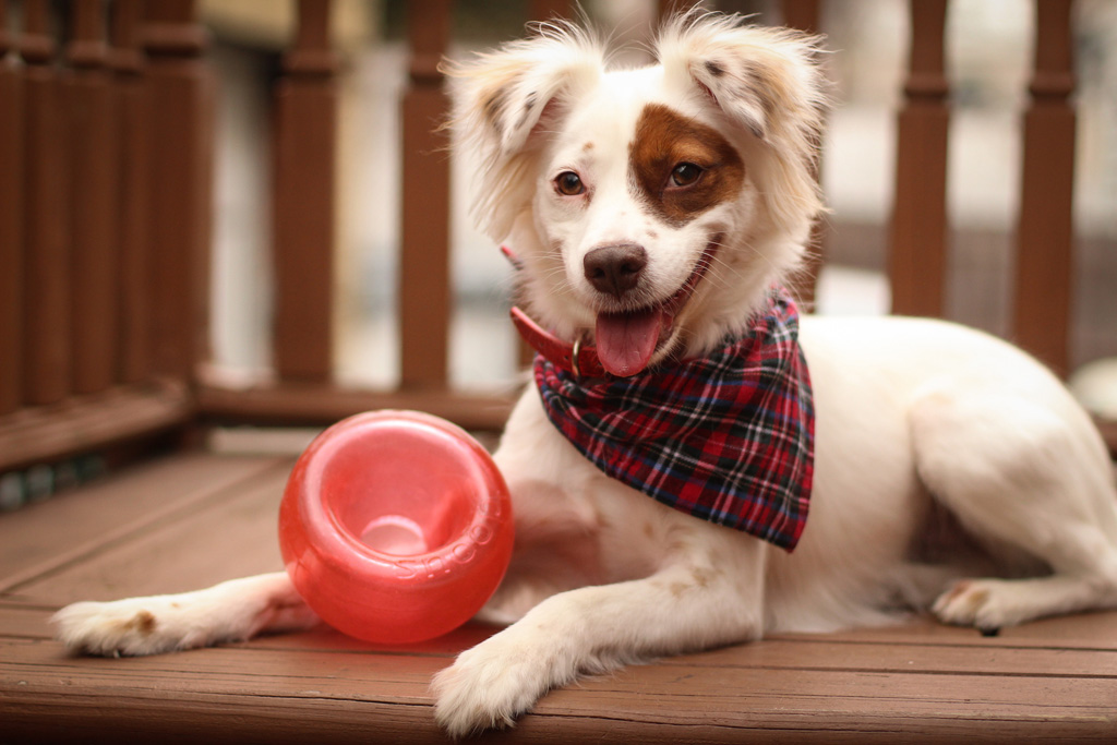 Outward Hound Orbee-Tuff Snoop S Rood - Interactief Traktatiespeeltje - afbeelding 2