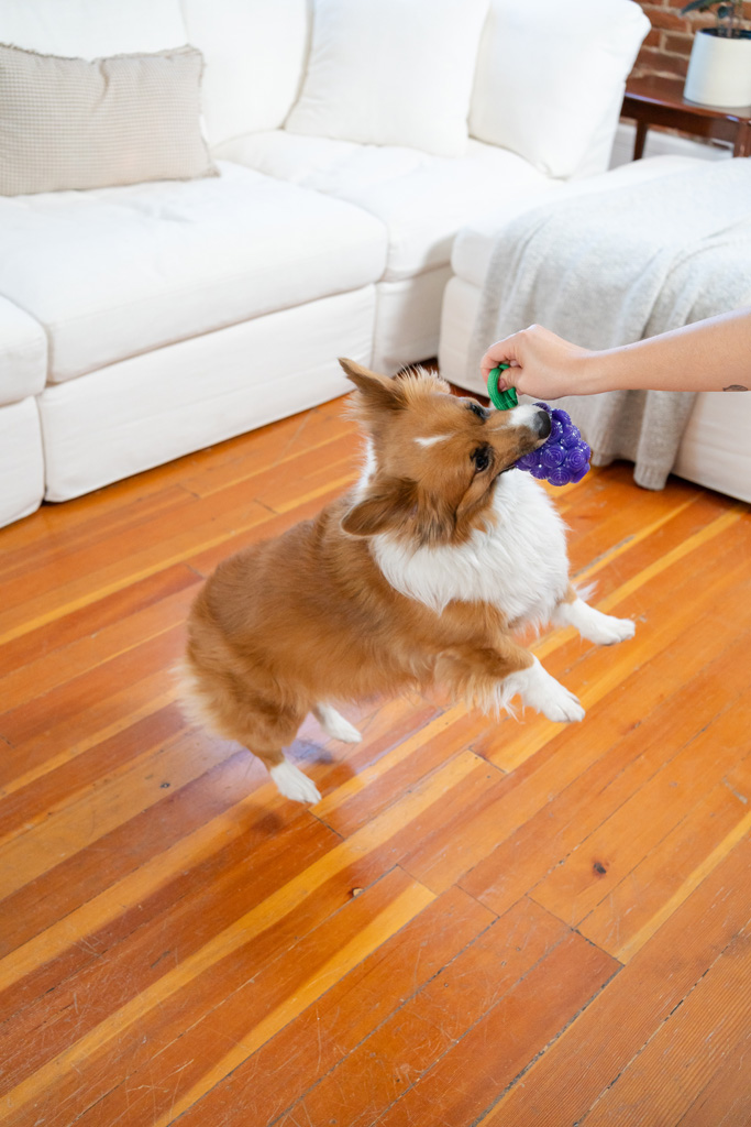 Outward Hound Dental Grapes 2-in-1 Kauwspeeltje met Fruitige Geur - afbeelding 4