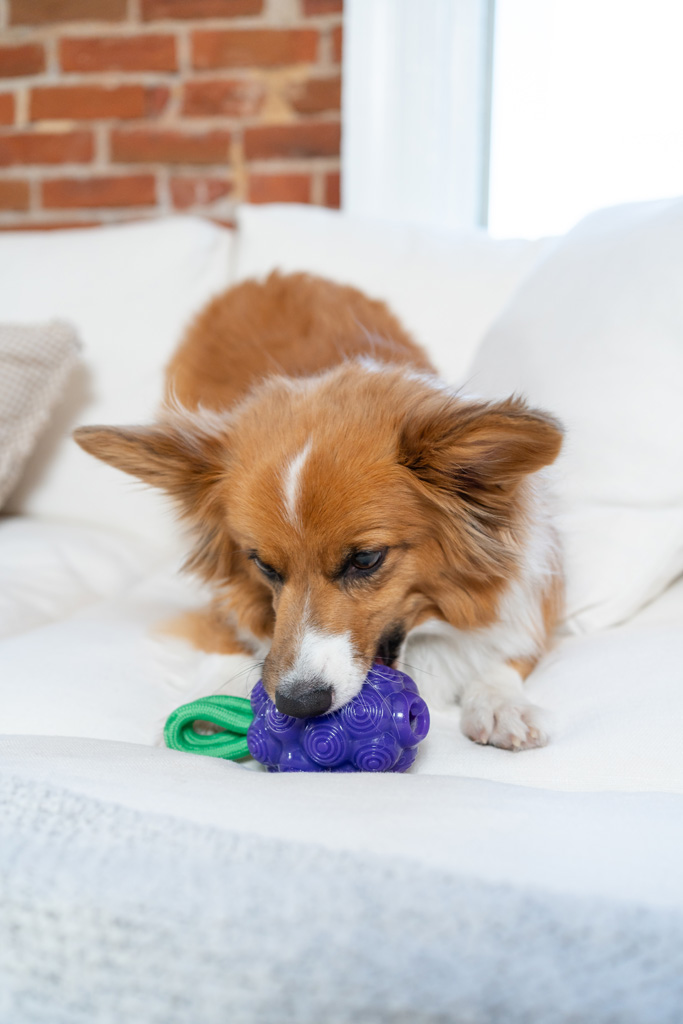 Outward Hound Dental Grapes 2-in-1 Kauwspeeltje met Fruitige Geur - afbeelding 5