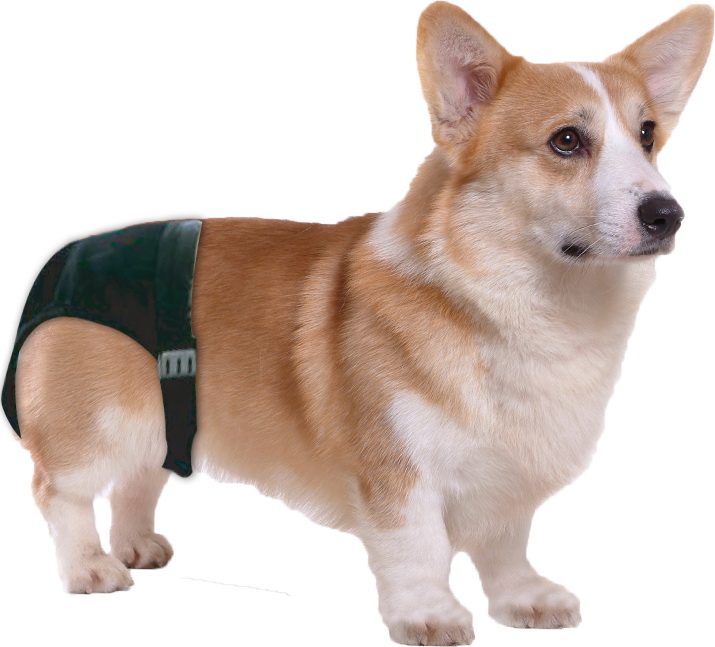 Pawise Sanitary Pants XS - Speciale loopsheidbroekjes voor honden - afbeelding 2