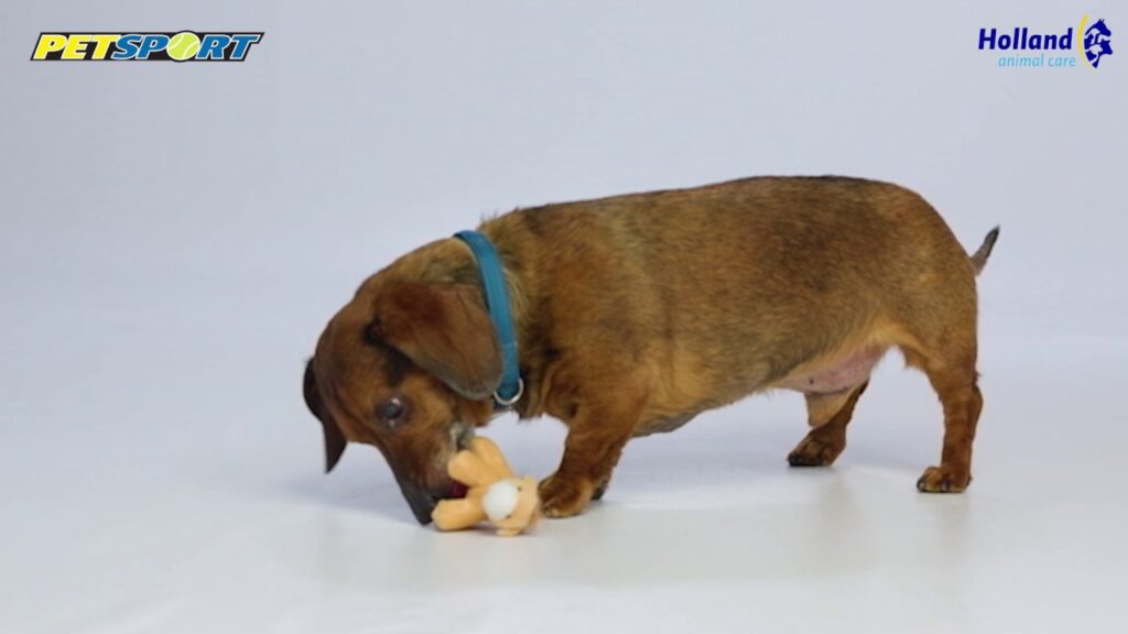 Petsport Tiny Tots Teddy Bruin - Speelgoed voor kleine huisdieren - afbeelding 2