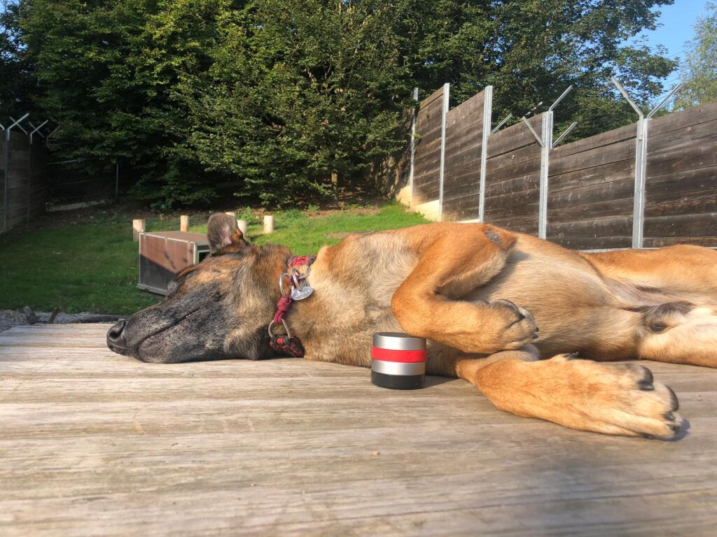 RelaxoPet PRO Hond - Stressverlichting voor Honden - afbeelding 6