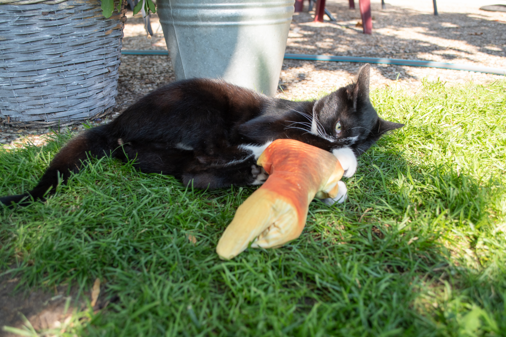 Robocat Goudvis - Speelgoed voor katten met MADNIP - afbeelding 6