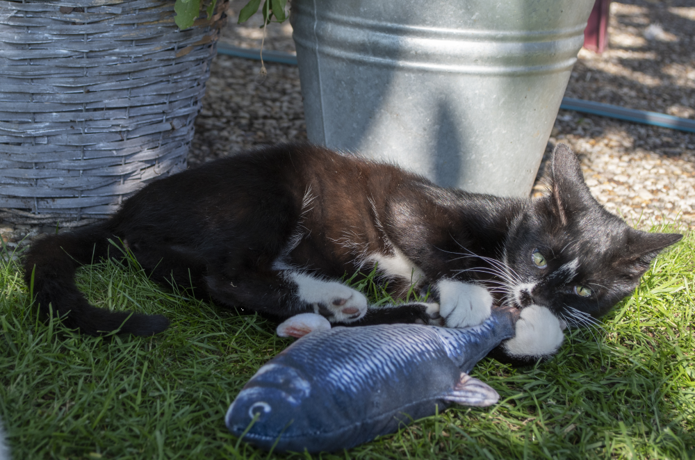 Robocat Forel - Realistische bewegende vis voor katten - afbeelding 5