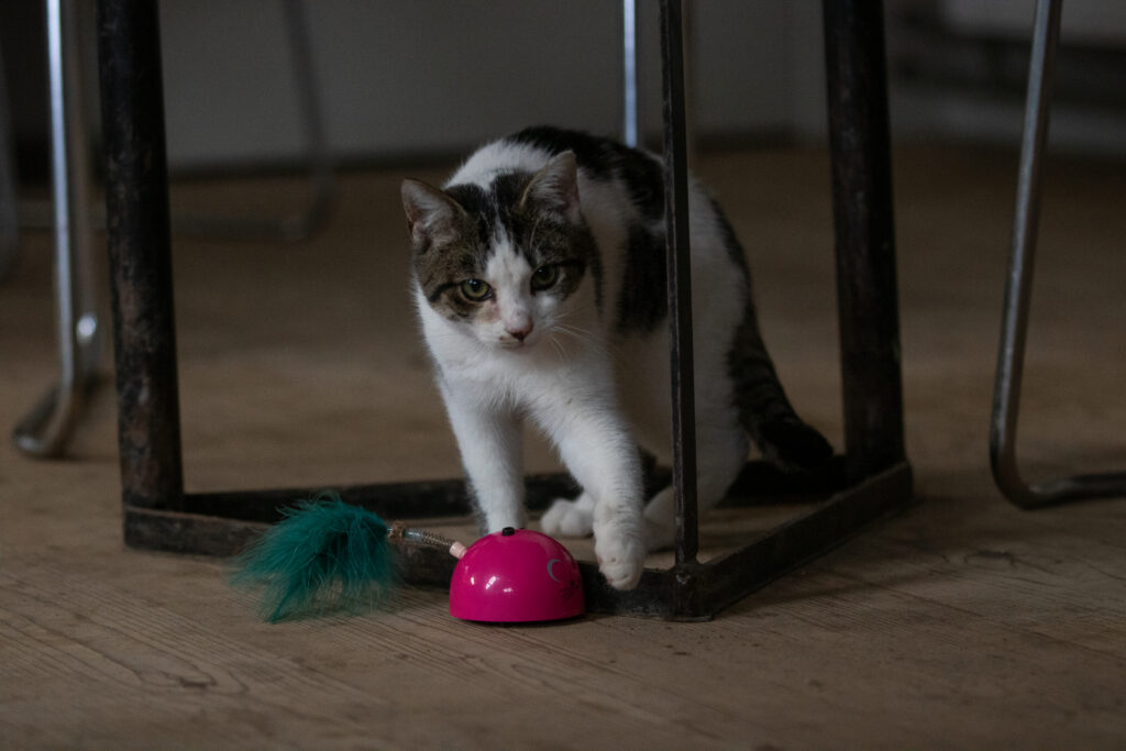 Robocat Muis Roze - Interactief Speelgoed voor Katten - afbeelding 4
