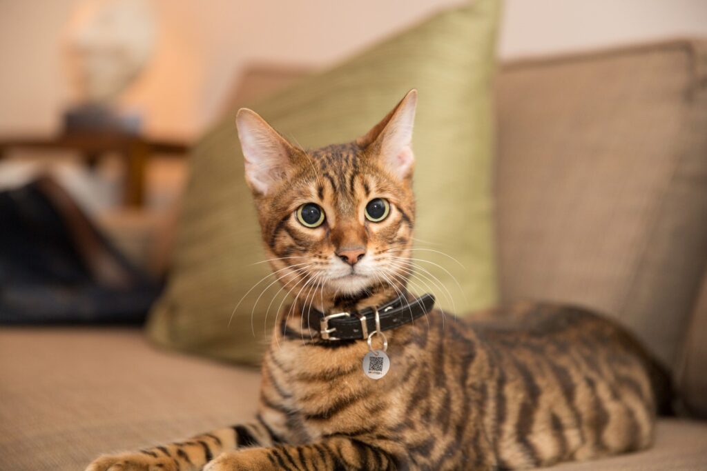 Spotted! Pro Hond & Kat S - Zoekhalsband voor Huisdieren - afbeelding 6