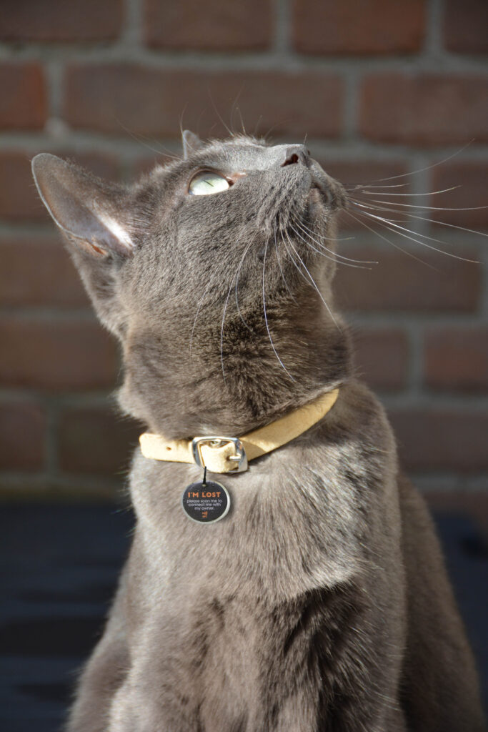 Spotted! Pro Hond & Kat S - Zoekhalsband voor Huisdieren - afbeelding 3