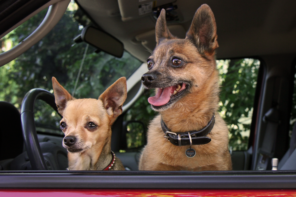 Spotted! Pro Hond & Kat S - Zoekhalsband voor Huisdieren - afbeelding 5
