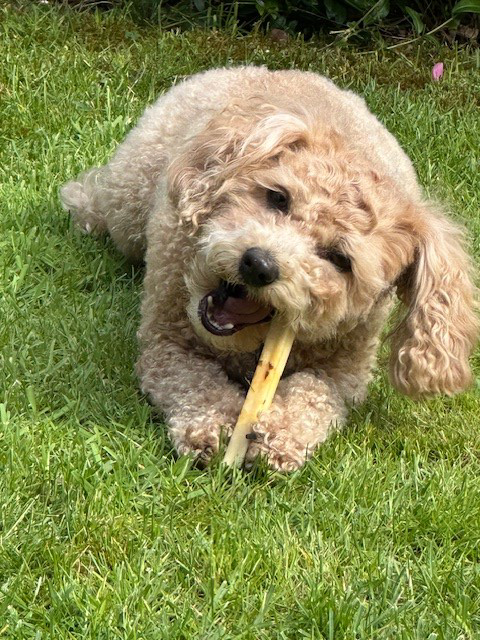 SwissCowers Cheese Bars Black Angus S - Kaasstaaf voor Honden - afbeelding 3