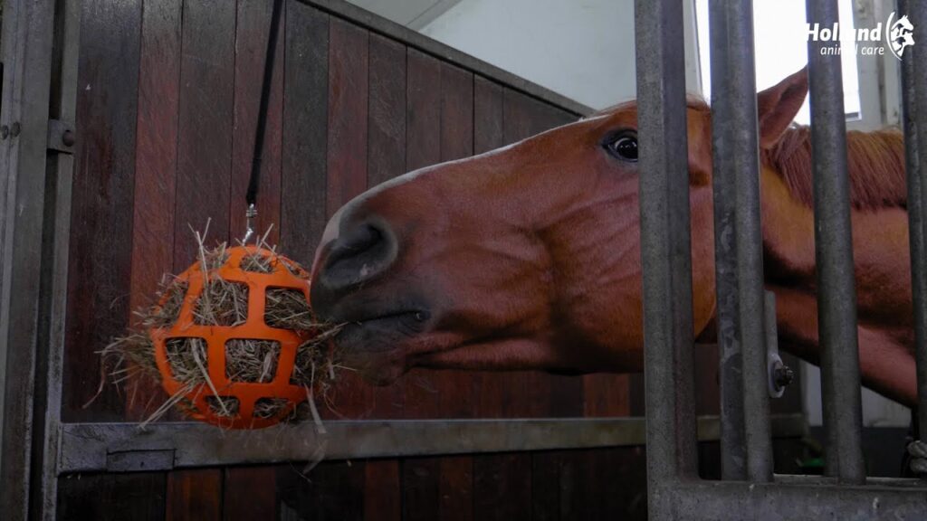 Hay Slow Feeder Fun & Flex Oranje - Langzaam Voeren voor Paarden - afbeelding 3