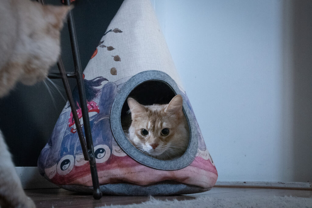 Takara Tipi Yin Yang - Kussen en Transport voor Katten - 42 x 56 cm - afbeelding 2
