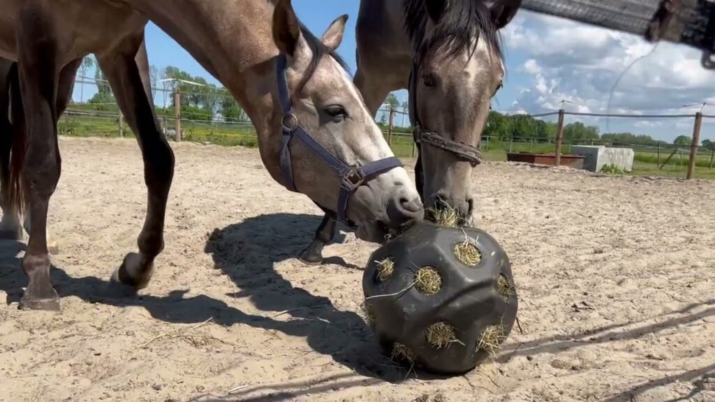 Excellent Horse Feed & Play Ball Zwart - Slow Feeder Bal voor Paarden - afbeelding 2