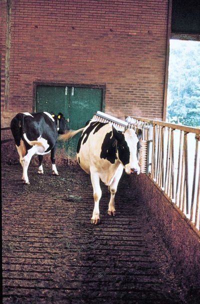 Veeborstel compleet - Merkloos - Huidverzorging