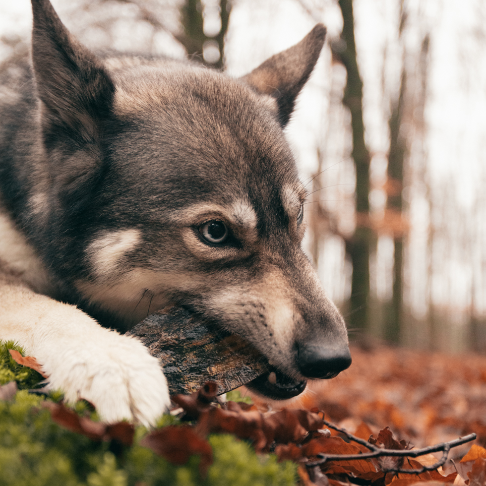 Viking Horn Twist S - Natuurlijk Kauwspeelgoed voor Honden tot 4 kg - afbeelding 3