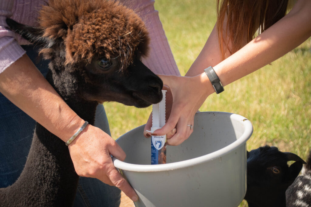 Excellent Vitamine Gel (A, D3 & E) 60 ml voor Alpaca's - afbeelding 4