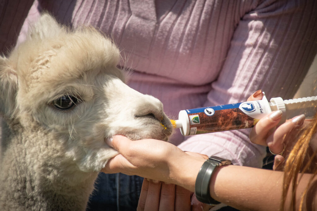 Excellent Vitamine Gel (A, D3 & E) 60 ml voor Alpaca's - afbeelding 3