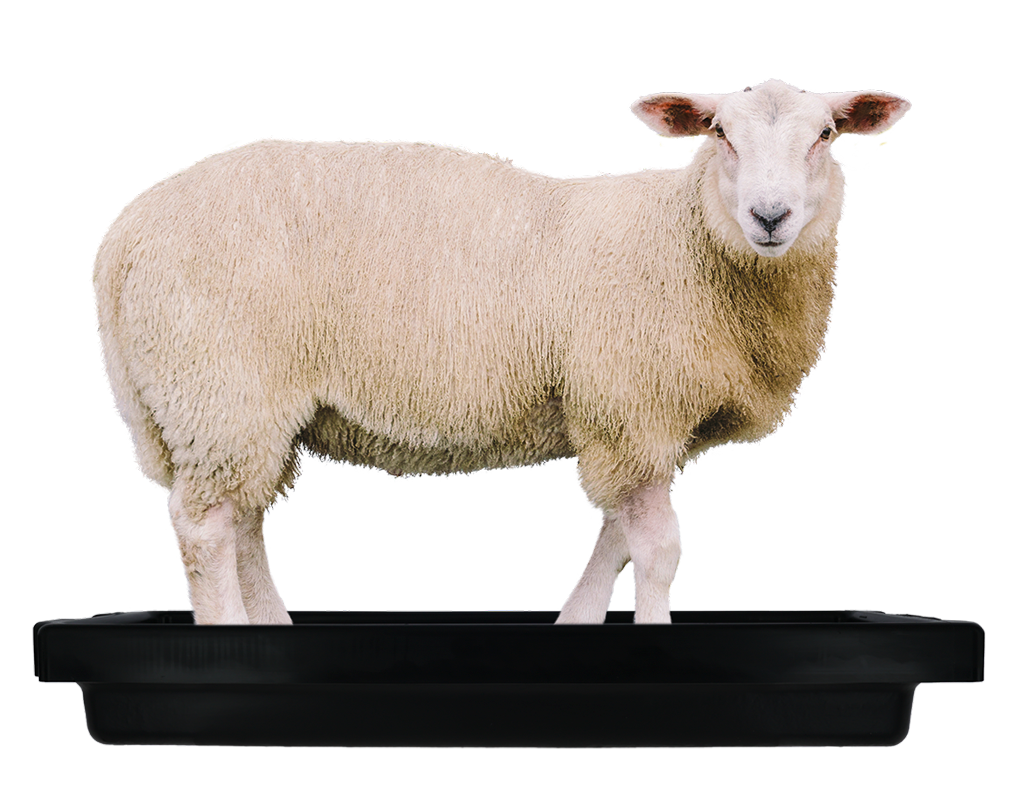 Voetbad schaap 120 x 40 x 18 cm - Klauwverzorging - afbeelding 6