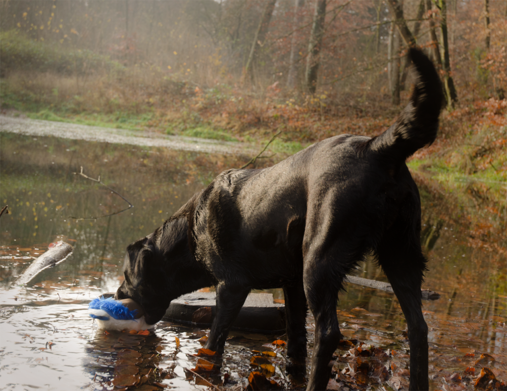 Wild Life Dog Eend - Pluche Hondenspeeltje van Wild Life Collection - afbeelding 3
