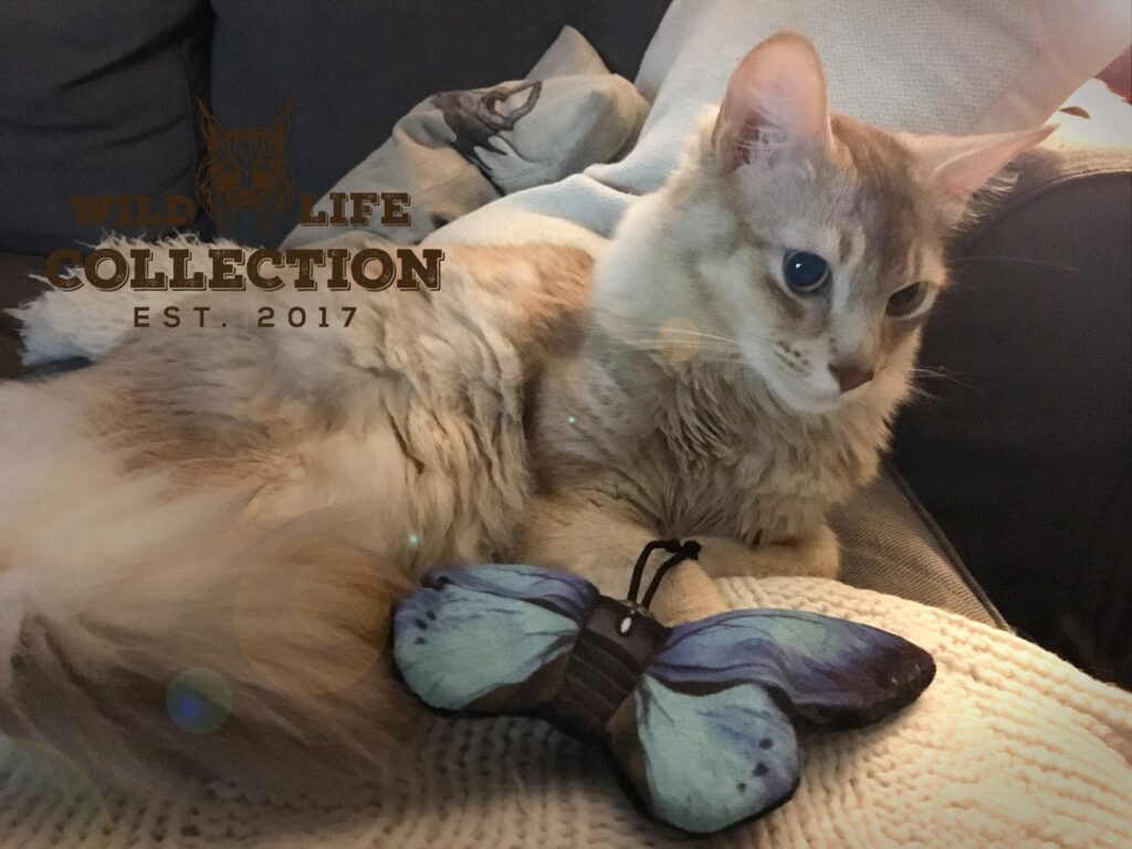 Wild Life Cat Blauwe Vlinder - Speelgoed voor katten met kattenkruid - afbeelding 3