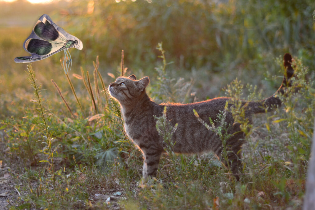 Wild Life Cat Libelle - Speelgoed voor Katten met Kattenkruid - afbeelding 3