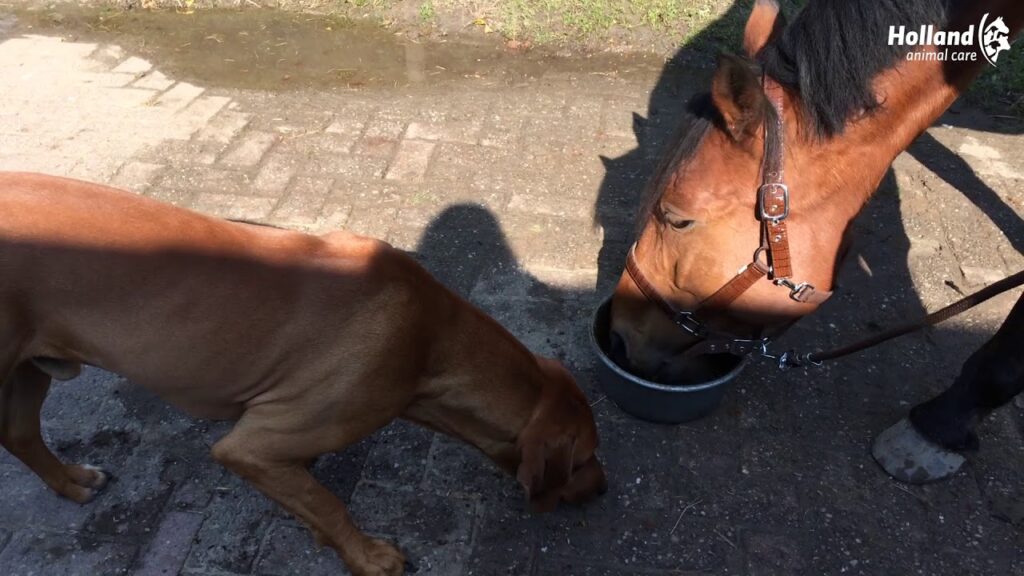 Excellent Horse Total Balance 2,5 l - Supplement voor paarden - afbeelding 2