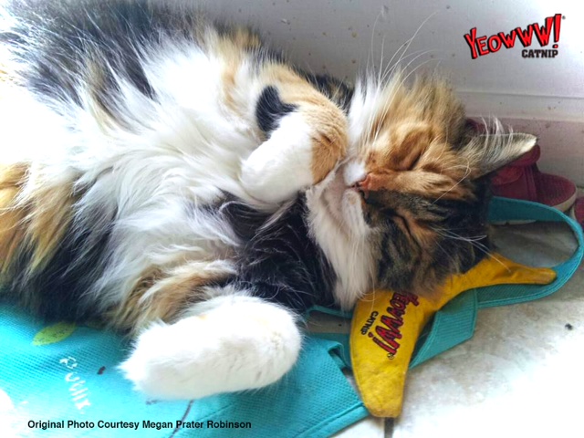 Yeowww! Chicata Banana - Kattenspeelgoed met krachtige Catnip - afbeelding 6