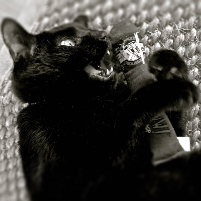 Yeowww! Cigar Bruin - Kattenspeelgoed met Sterke Catnip - afbeelding 2