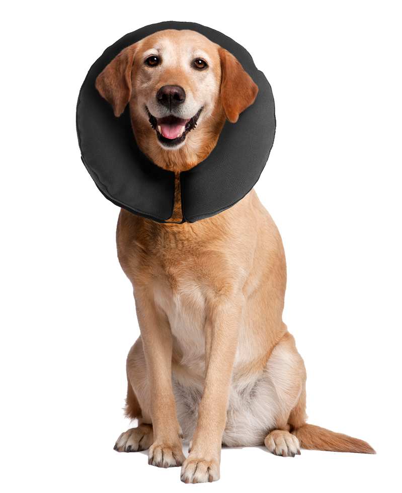 Zenpet ProCollar XL - Comfortabele Herstel Kraag voor Honden - afbeelding 4