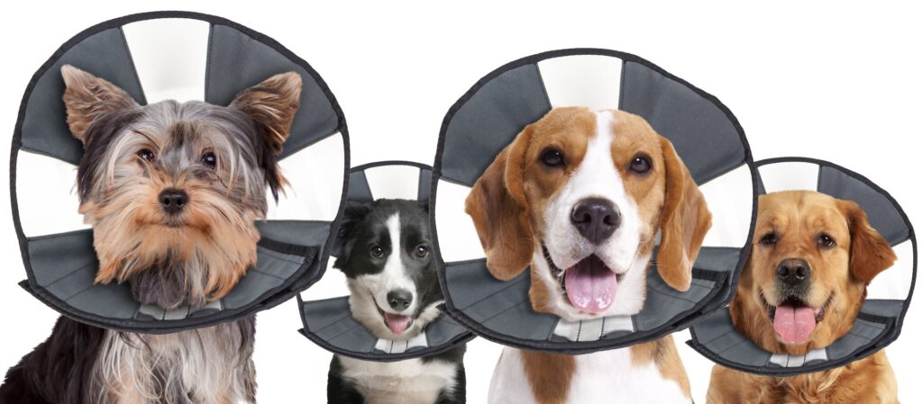Zenpet Procone M - Herstelhalsband voor huisdieren, maat M - afbeelding 1