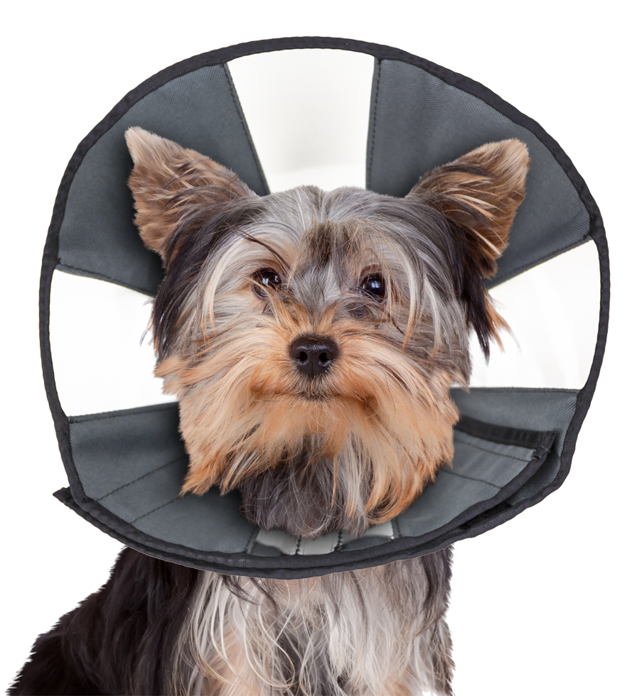 Zenpet Procone S - Herstelhalsband voor huisdieren - afbeelding 4